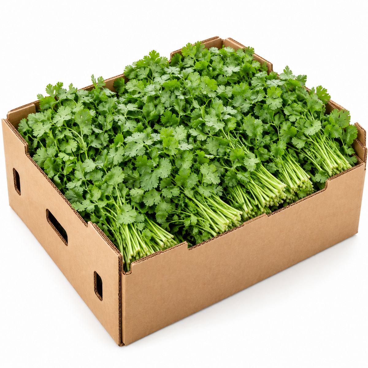 Fresh Cilantro – 60 CT Bulk Case | Wholesale Produce