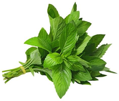 Fresh Mint Bunch