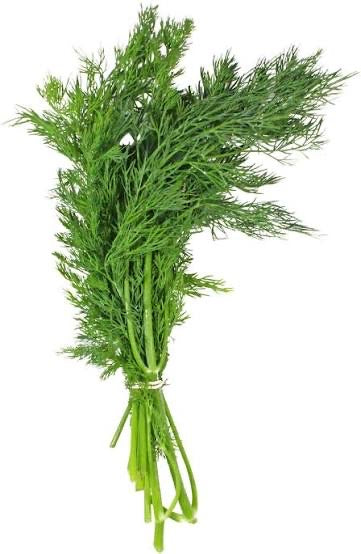 Fresh Dill Bunch - ea.