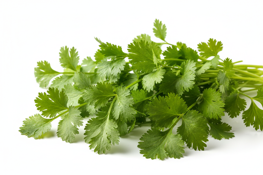 Cilantro