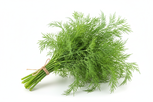 fresh dill bunch