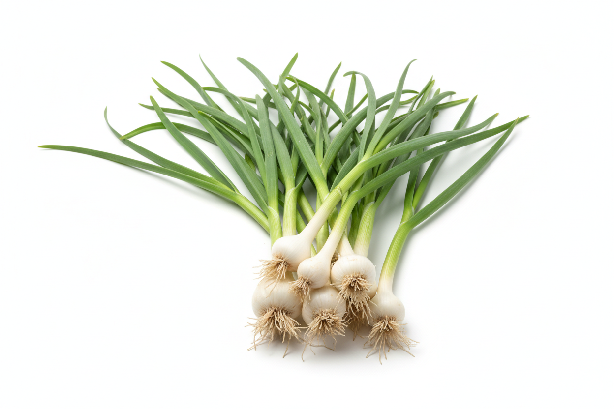 green garlic