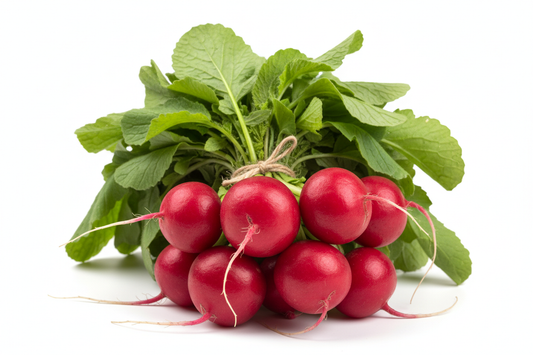 red radish bunch