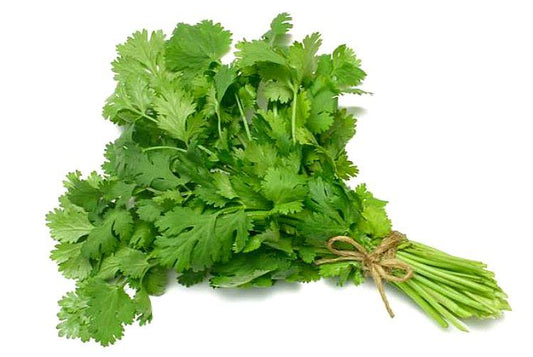 Fresh Cilantro Bunch