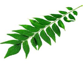Fresh Curry Leaves